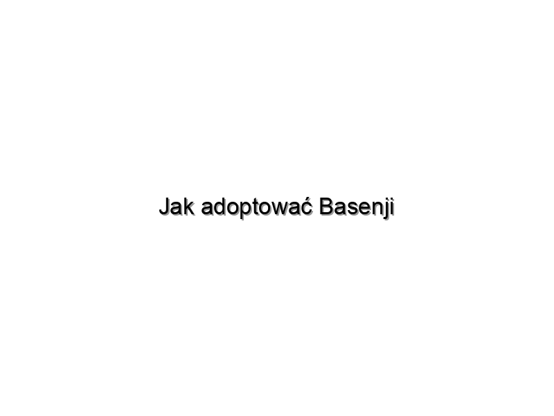 Jak adoptować Basenji