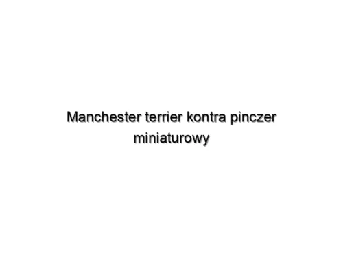 Manchester terrier kontra pinczer miniaturowy