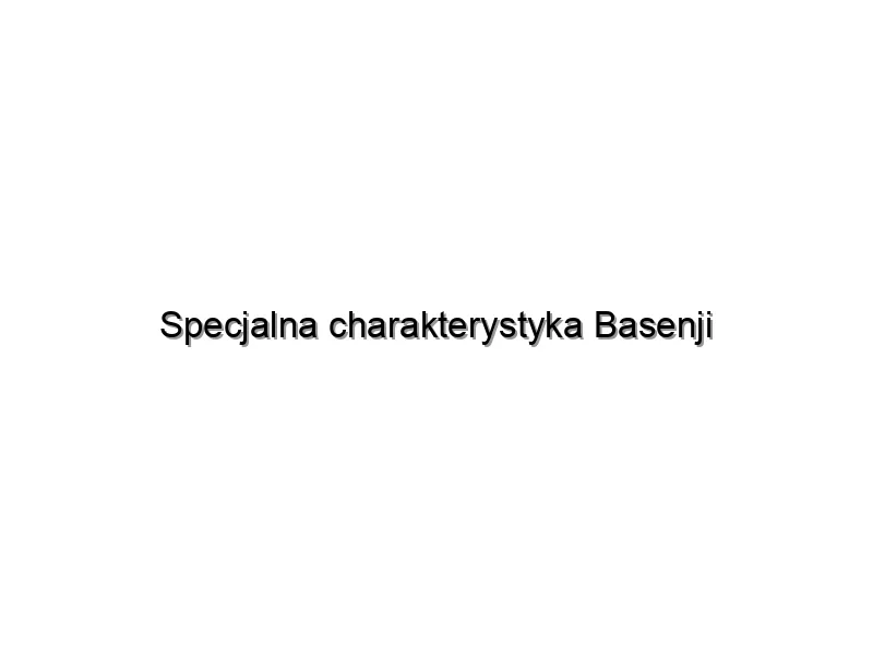 Specjalna charakterystyka Basenji