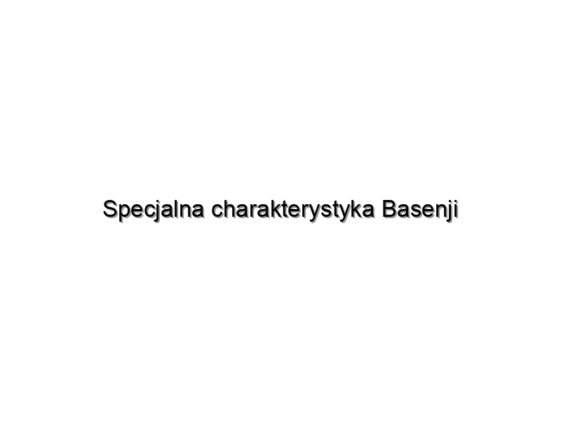 Specjalna charakterystyka Basenji