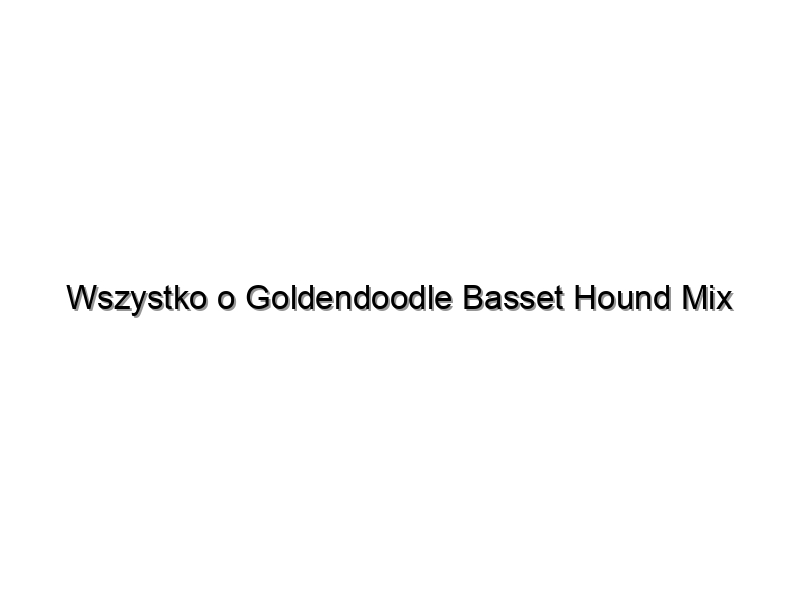 Wszystko o Goldendoodle Basset Hound Mix