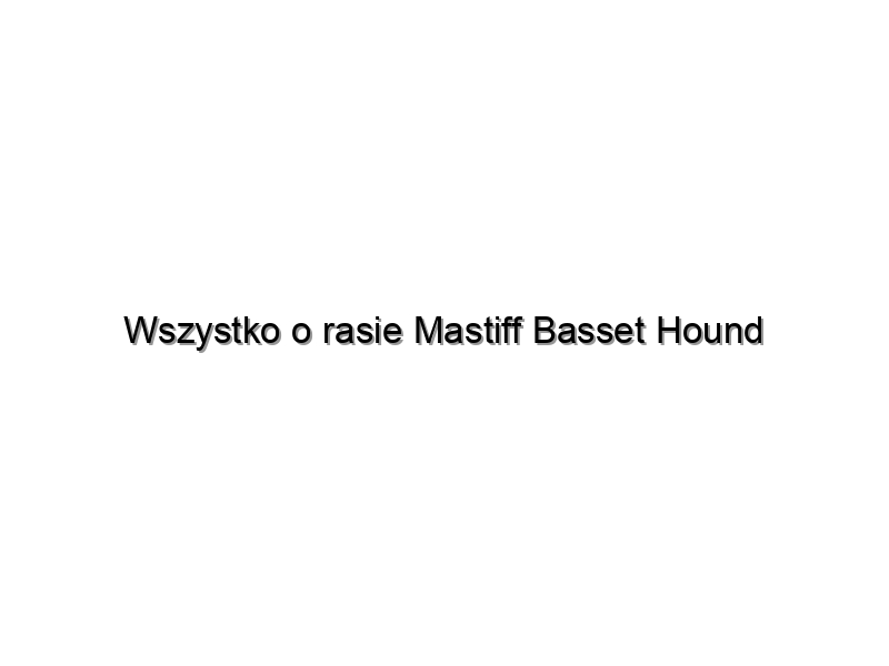 Wszystko o rasie Mastiff Basset Hound