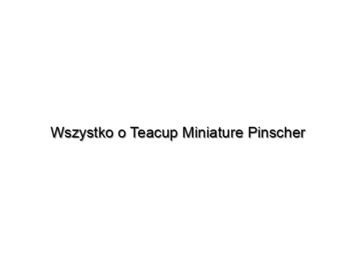 Wszystko o Teacup Miniature Pinscher
