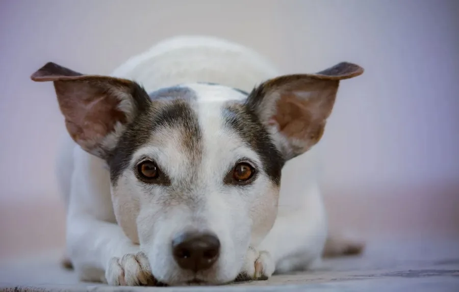 Oleje zwierzęce dla psów — po które warto sięgnąć?